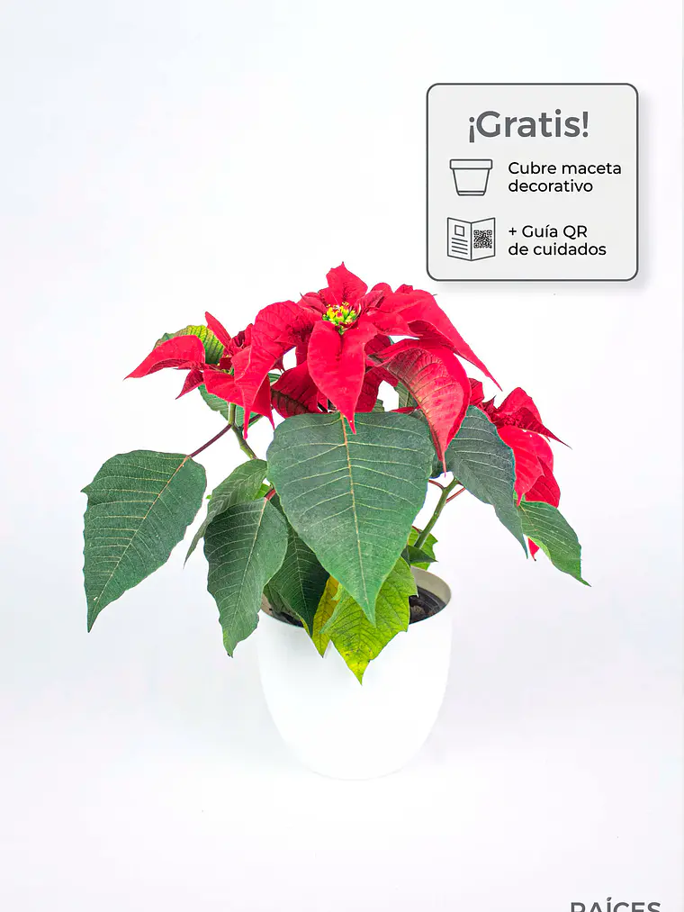 🌿 Corona del Inca (Poinsettia o Flor de Pascua) 1