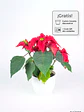 🌿 Corona del Inca (Poinsettia o Flor de Pascua) - Miniatura 1