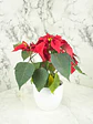 🌿 Corona del Inca (Poinsettia o Flor de Pascua) - Miniatura 5
