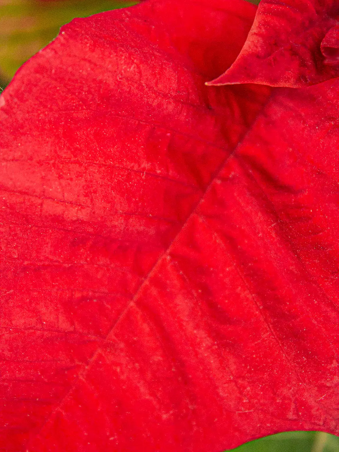 🌿 Corona del Inca (Poinsettia o Flor de Pascua) 3
