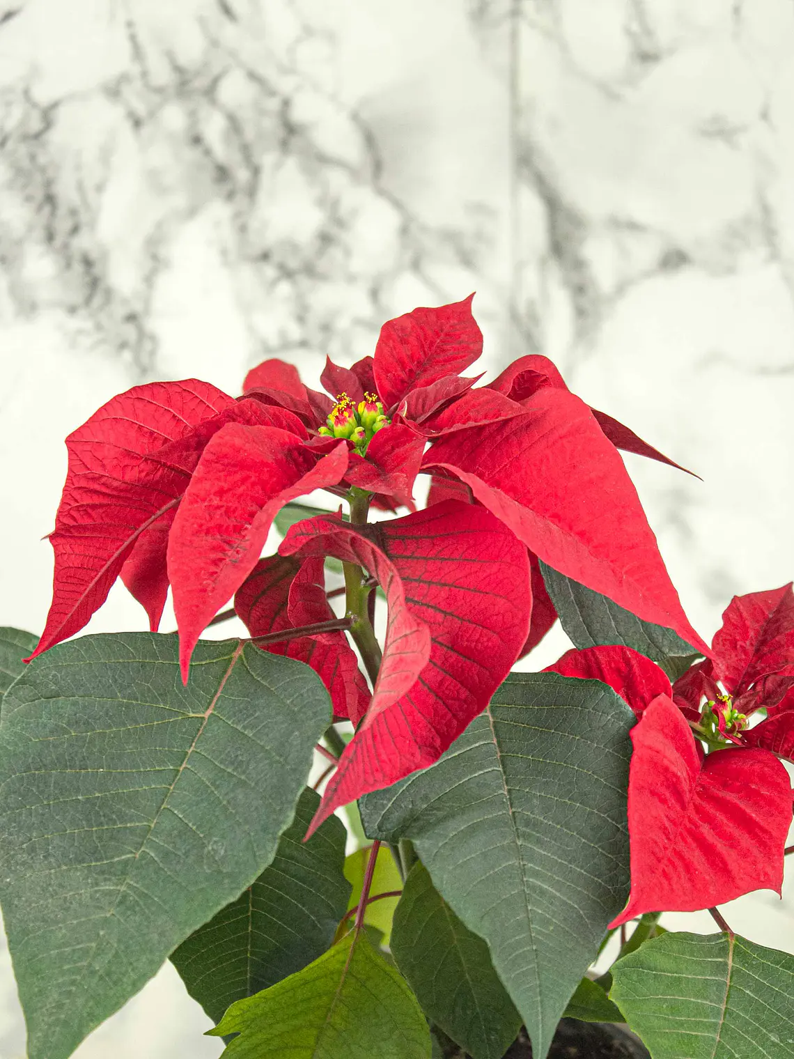 🌿 Corona del Inca (Poinsettia o Flor de Pascua) 8