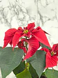 🌿 Corona del Inca (Poinsettia o Flor de Pascua) - Miniatura 8