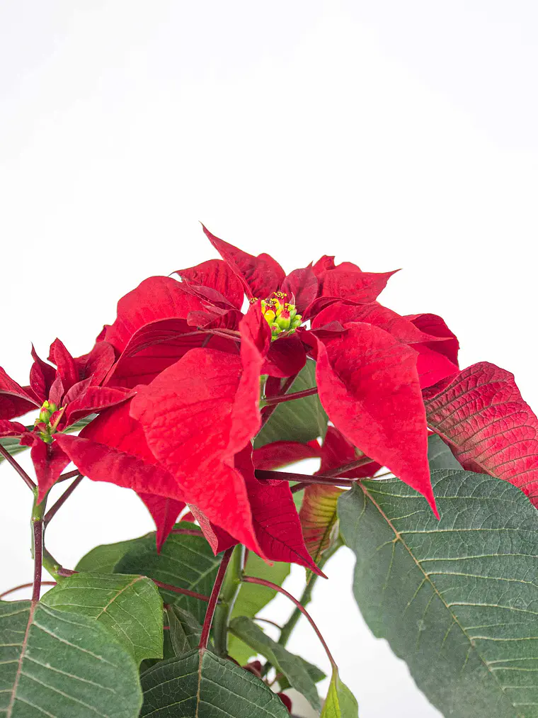 🌿 Corona del Inca (Poinsettia o Flor de Pascua) 2