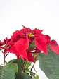 🌿 Corona del Inca (Poinsettia o Flor de Pascua) - Miniatura 2