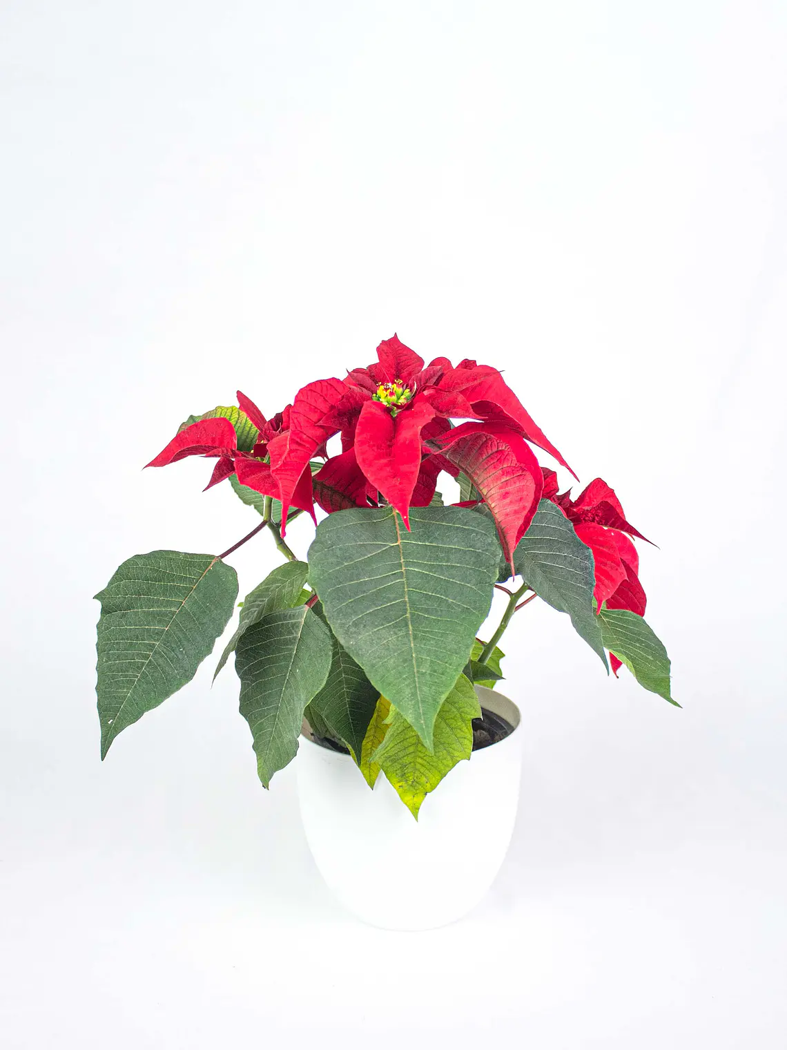 🌿 Corona del Inca (Poinsettia o Flor de Pascua) 4
