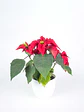🌿 Corona del Inca (Poinsettia o Flor de Pascua) - Miniatura 4
