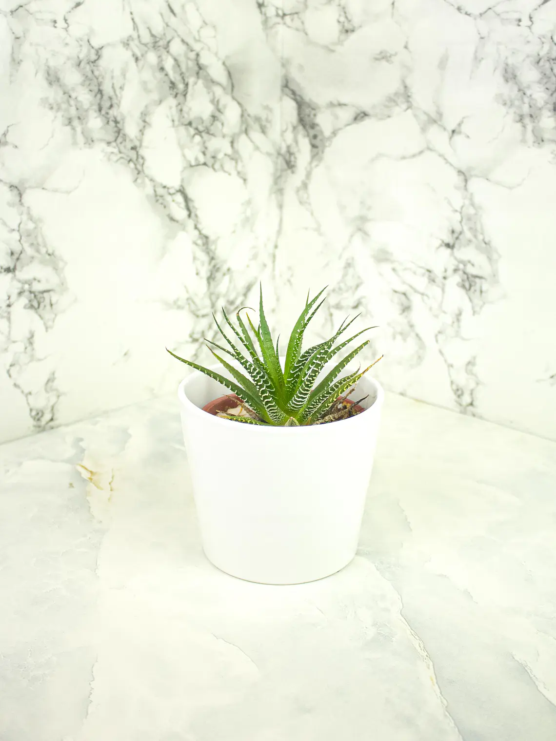 🌿 Haworthia fasciata o attenuata (Cebra)  El 'Cebra' de la Sombra Brillante: 7