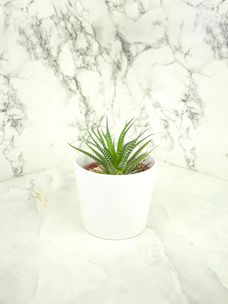 🌿 Haworthia fasciata o attenuata (Cebra)  El 'Cebra' de la Sombra Brillante: 7