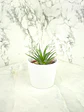 🌿 Haworthia fasciata o attenuata (Cebra)  El 'Cebra' de la Sombra Brillante: - Miniatura 7