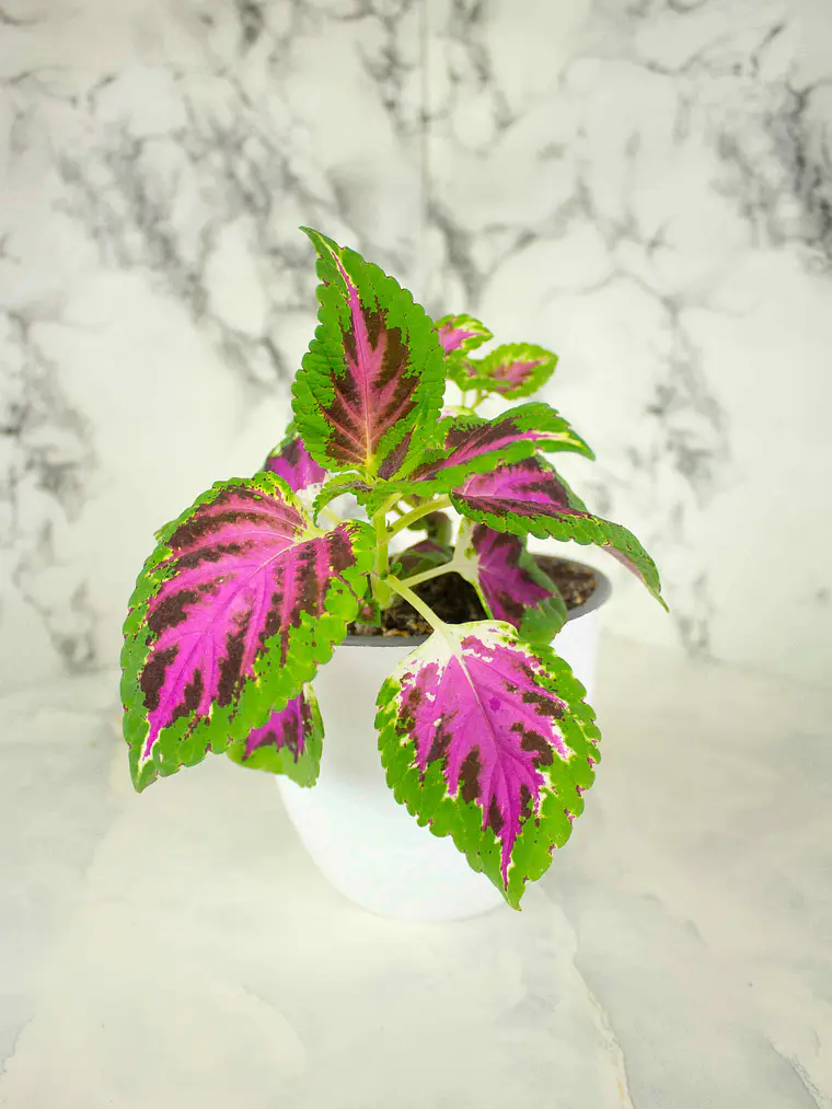 🌿 Coleo o Cresta de gallo (Plectranthus scutellarioides) El Mosaico de Color del Jardín: 8