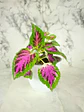🌿 Coleo o Cresta de gallo (Plectranthus scutellarioides) El Mosaico de Color del Jardín: - Miniatura 8