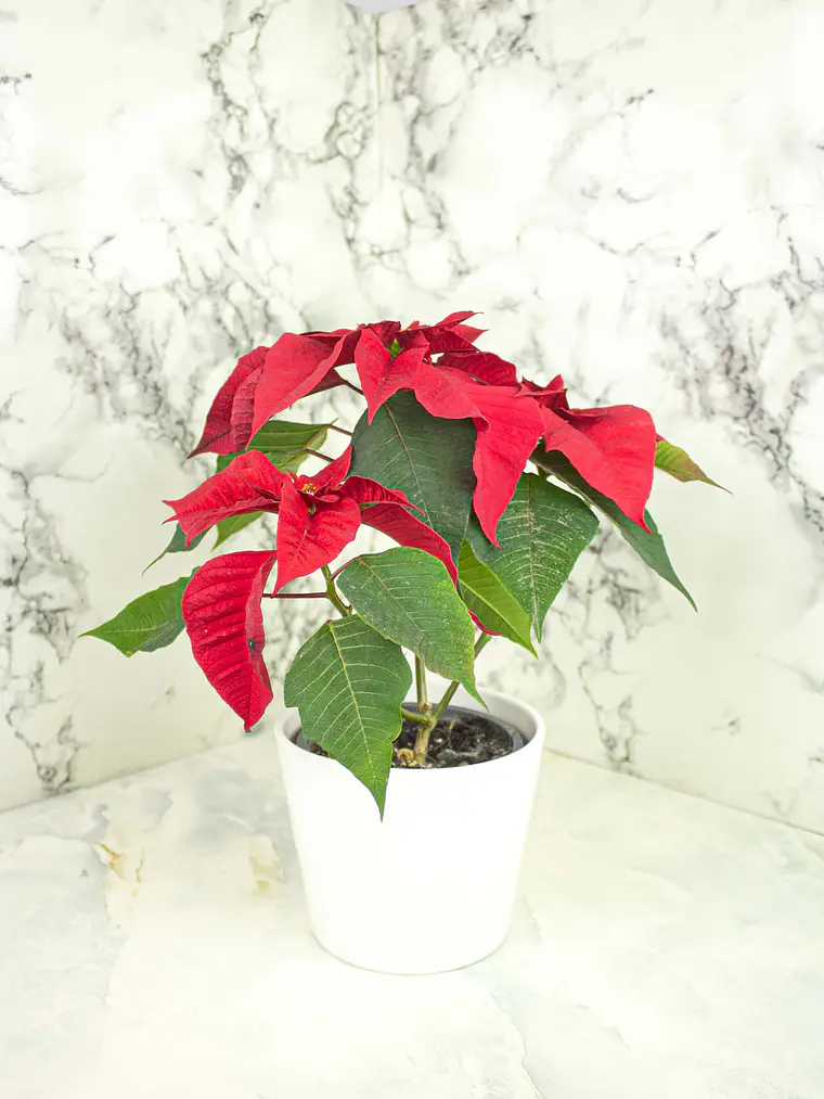 🌿 Corona del Inca (Poinsettia o Flor de Pascua) 6