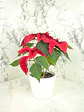 🌿 Corona del Inca (Poinsettia o Flor de Pascua) - Miniatura 6