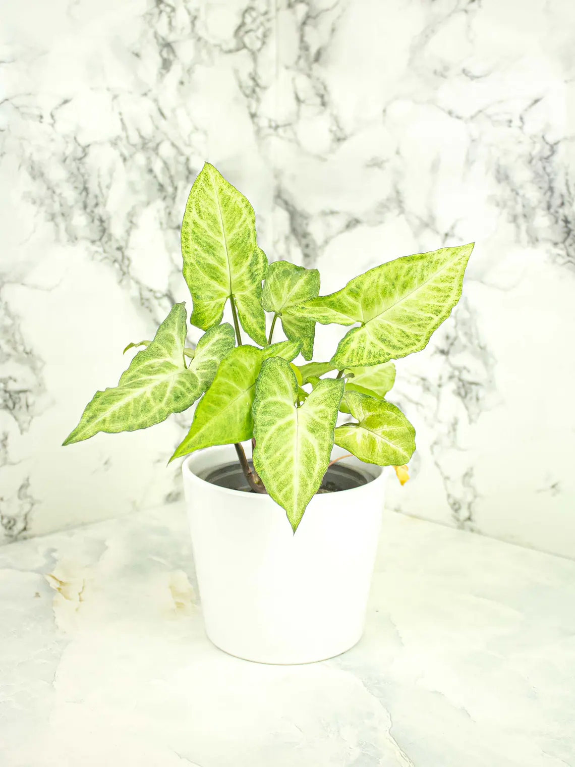 🌿 Singonio (Syngonium podophyllum) 7