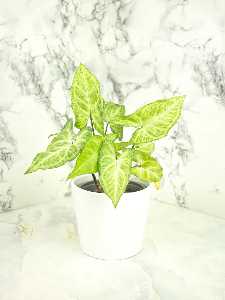 🌿 Singonio (Syngonium podophyllum) 7