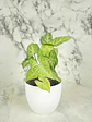 🌿 Singonio (Syngonium podophyllum) - Miniatura 8
