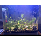 Acuario Habitad Completo Con Pez Betta 4