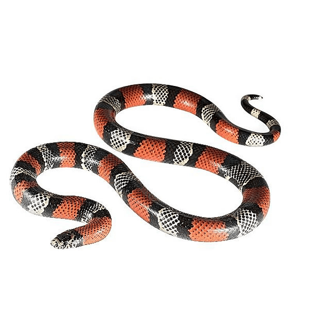 Serpiente Falsa Coral – Macho Disponible