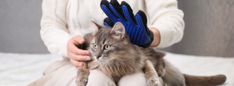 ¿Por qué mi gato pelecha tanto? Guía completa sobre la caída de pelo en gatos