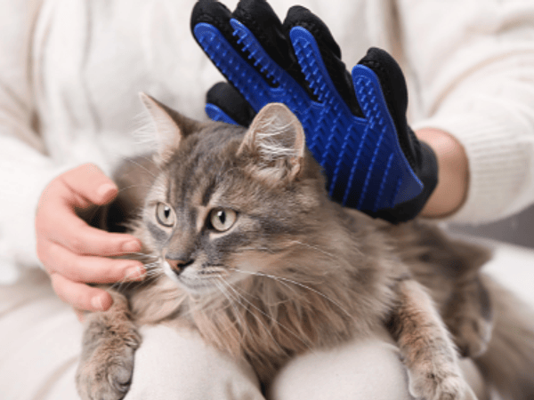 ¿Por qué mi gato pelecha tanto? Guía completa sobre la caída de pelo en gatos