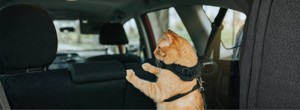 Cómo transportar un gato en auto en Chile 🚗🐱