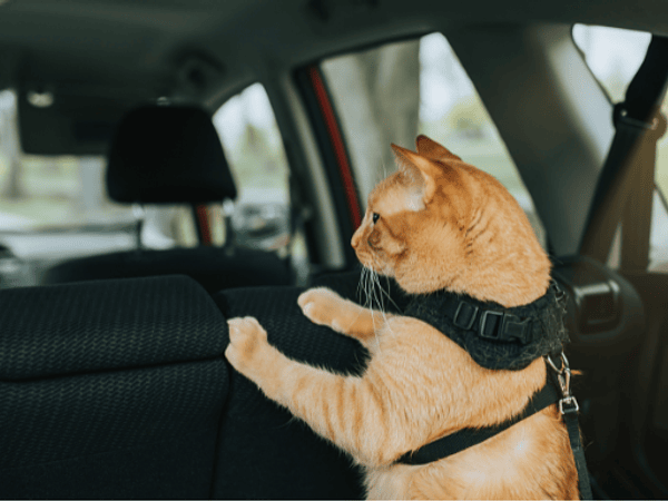 Cómo transportar un gato en auto en Chile 🚗🐱