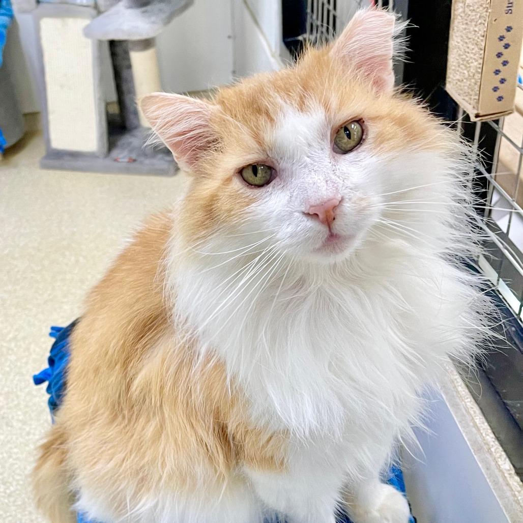 🐱💛 Adoptar un gato senior: mitos y verdades sobre los gatos mayores que esperan una familia