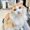 🐱💛 Adoptar un gato senior: mitos y verdades sobre los gatos mayores que esperan una familia