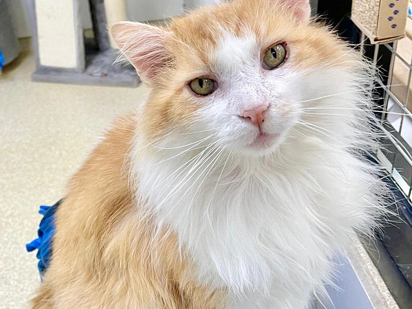 🐱💛 Adoptar un gato senior: mitos y verdades sobre los gatos mayores que esperan una familia