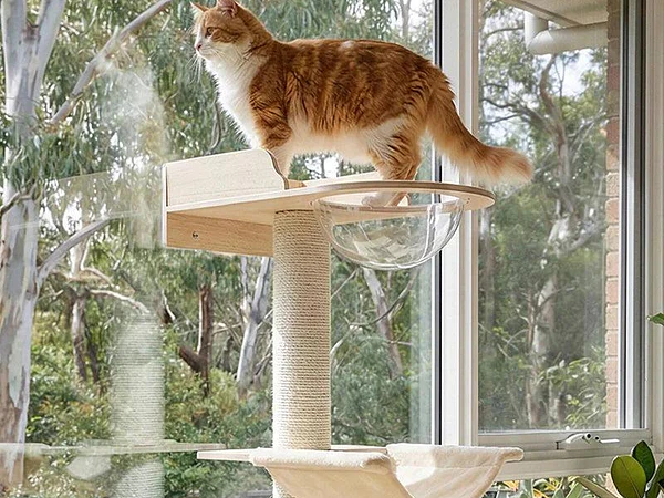 🏠🐱 Gato indoor: beneficios de vivir dentro de casa y por qué no significa estar encerrado