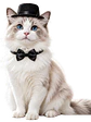 Conjunto de Sombrero Elegante y Corbatín para Gatos - Miniatura 1