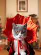 Disfraz de Drácula Vampiro Para Gatos - Miniatura 2