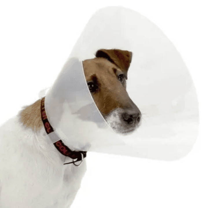 COLLAR ISABELINO 15 CM X 0.8 MM 1