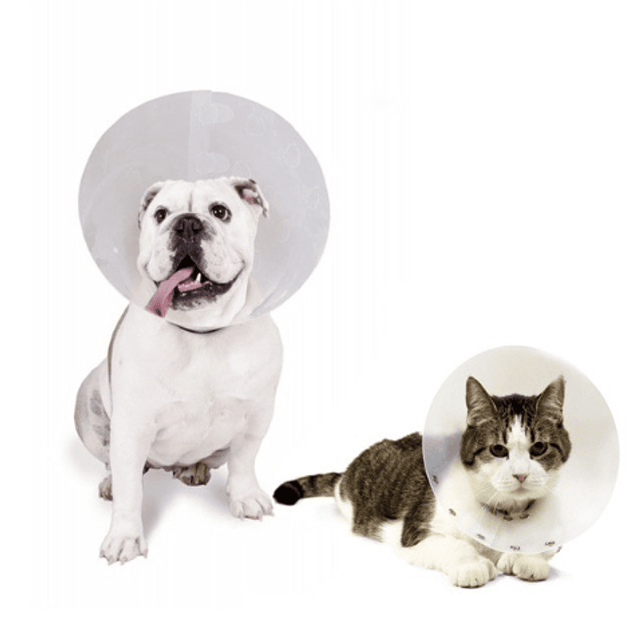 Collar Isabelino 25 cm x 0,8 mm. 1