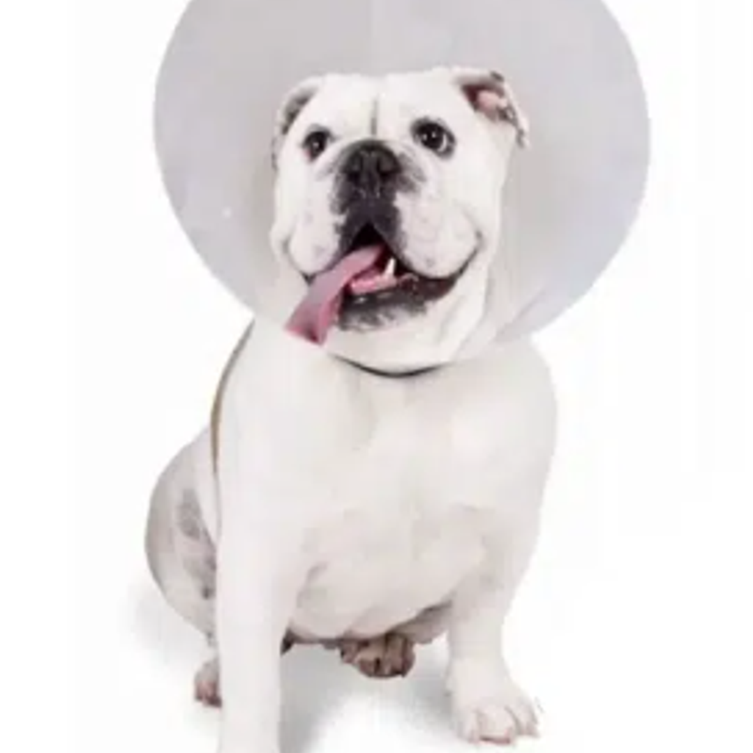 Collar Isabelino 7,5 cm x 0,8 mm. 1