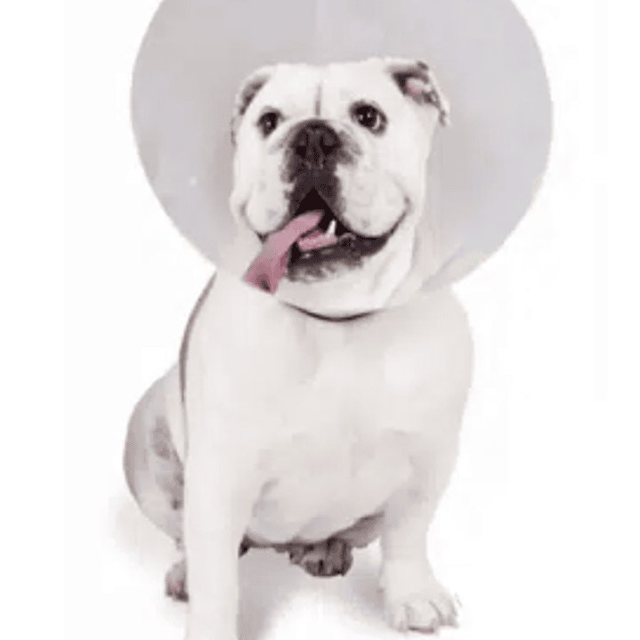 Collar Isabelino 7,5 cm x 0,8 mm. 1