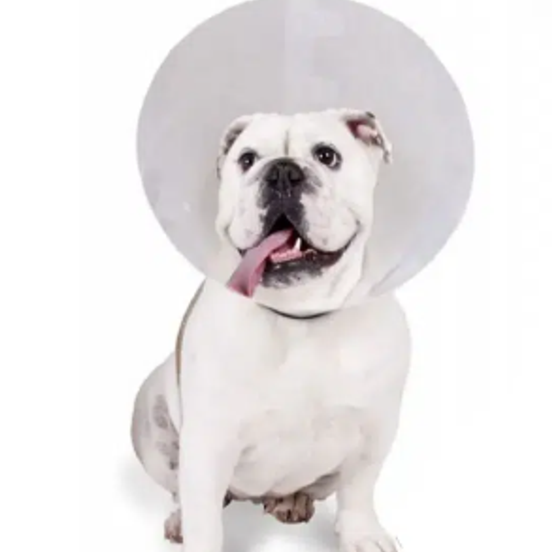 Collar Isabelinos 7,5 cm x 0,6 mm. Elite 1