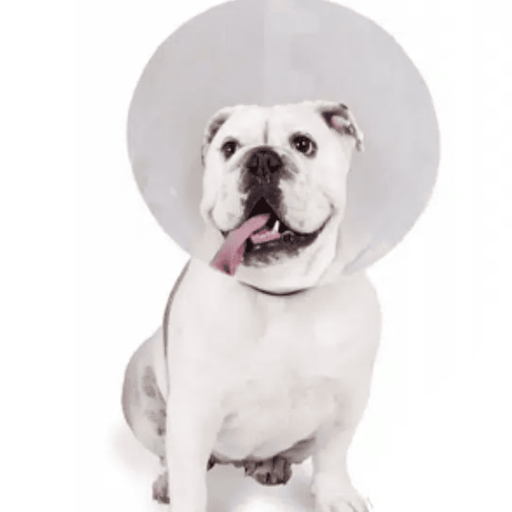 Collar Isabelinos 7,5 cm x 0,6 mm. Elite 1