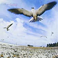 CD Masayoshi Takanaka Seychelles (PREVENTA) - Miniatura 1