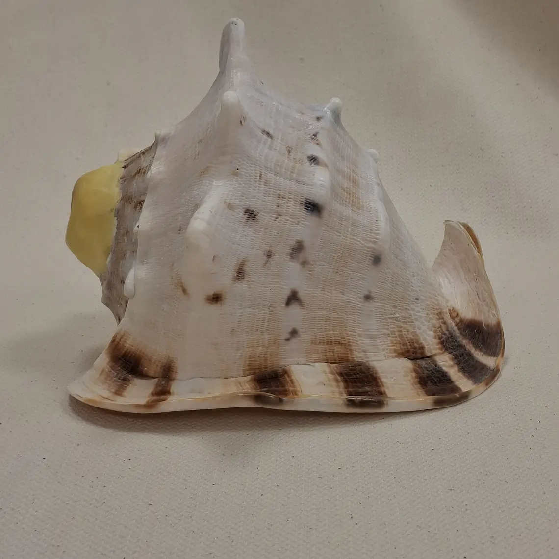 Caracola 1