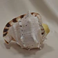 Caracola - Miniatura 3