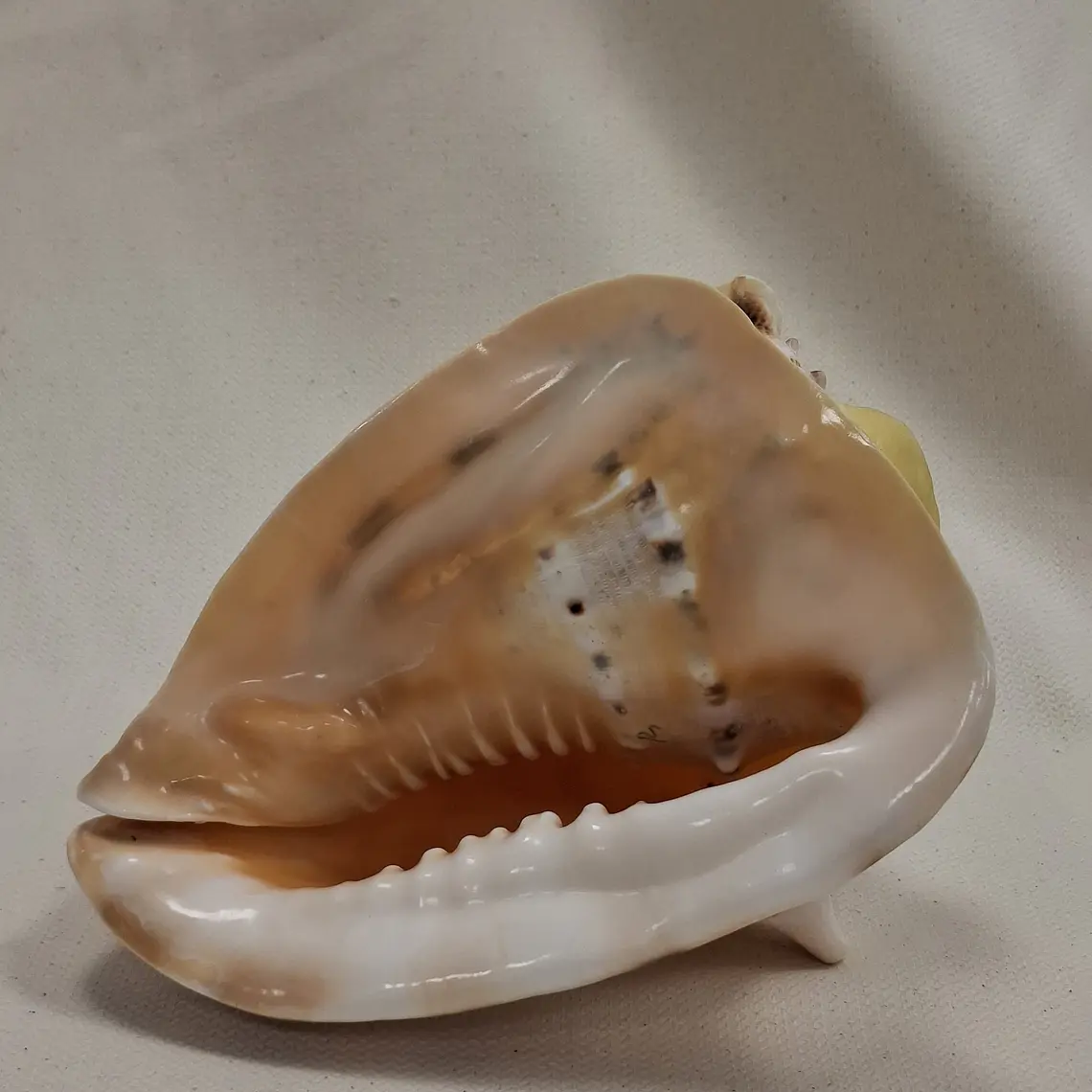 Caracola 4