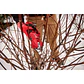 Kit Tijera De Podar Inalámbrica Milwaukee M12 Brushless 2534-21 - Miniatura 6