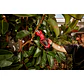 Kit Tijera De Podar Inalámbrica Milwaukee M12 Brushless 2534-21 - Miniatura 11