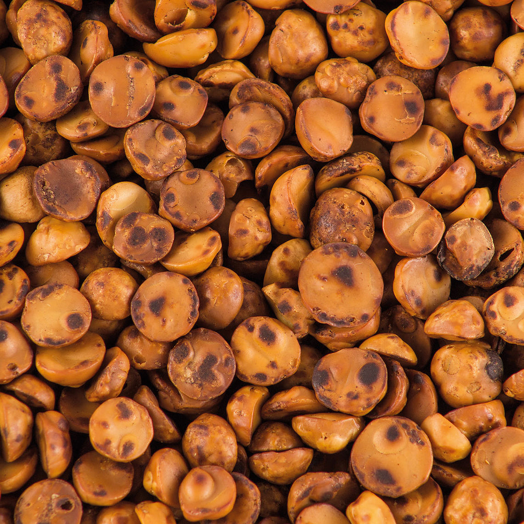 Avellana tostada chilena granel  1