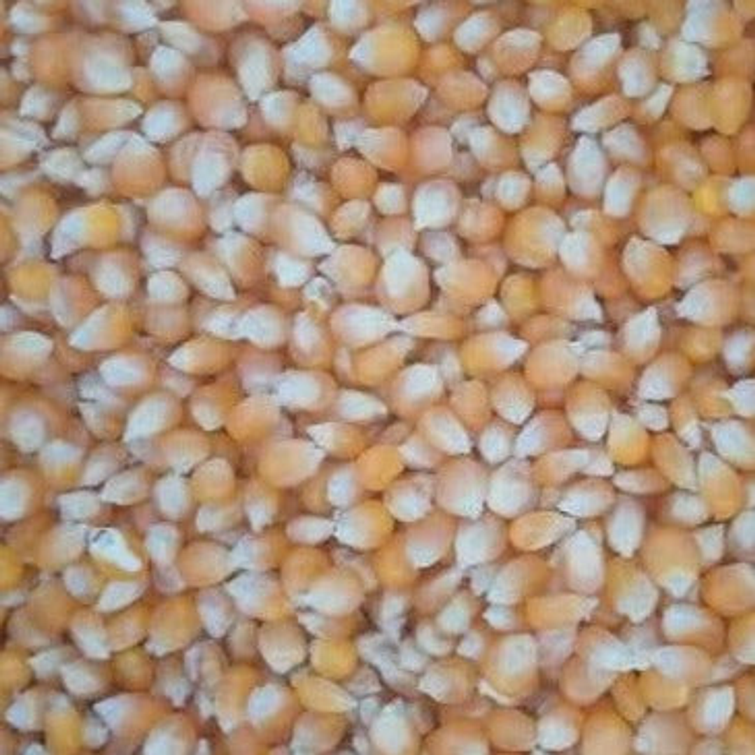 Maíz palomita granel  1