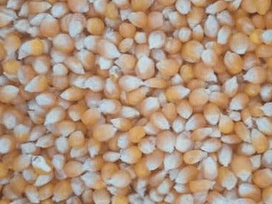 Maíz palomita granel 