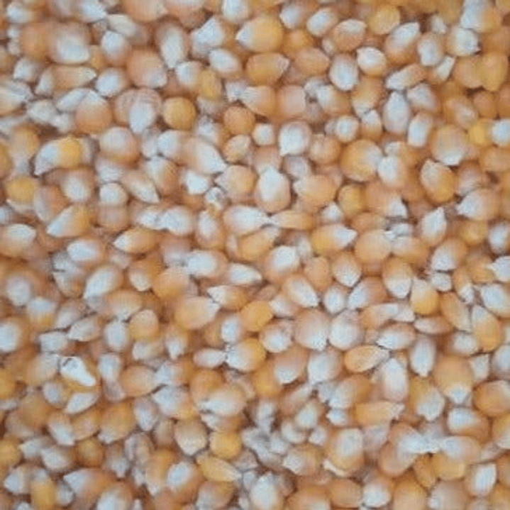 Maíz palomita granel  1