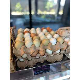 Bandeja huevos gallina araucana 12 un