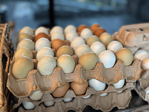 Bandeja huevos gallina araucana 12 un